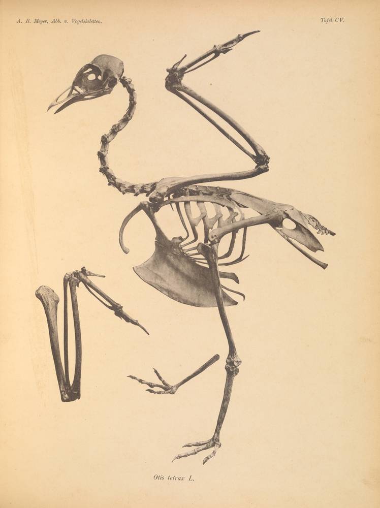 Littlebustard_skeleton