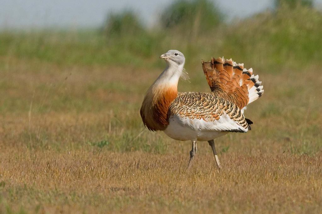 Image from Mike Ashforth, Birding Yorshire