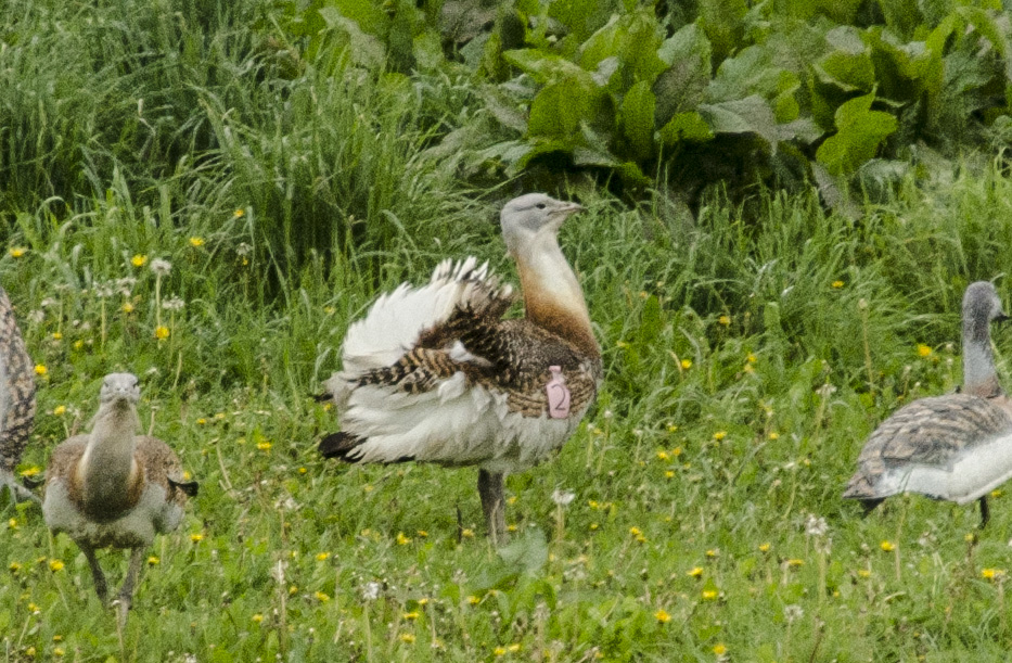 GreatBustards_35