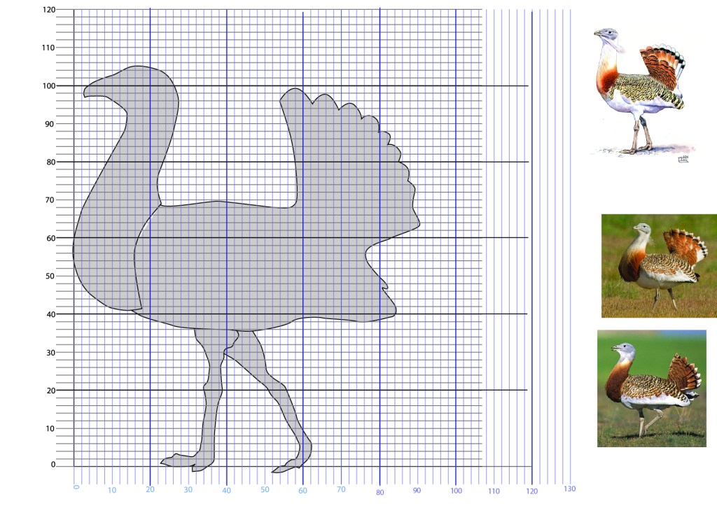 BustardScupt_measurements-04