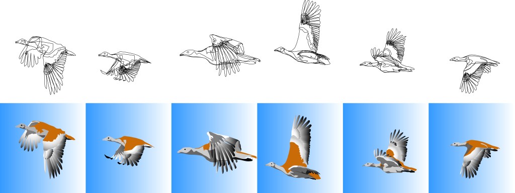 illustrated bustard