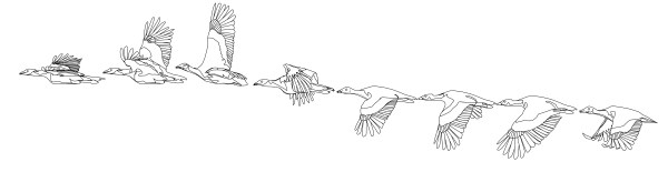 The _llustrated_bustard-03